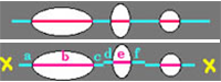 cell analysis, wood cell, WinCELL, XLCell