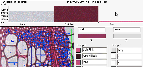 cell analysis, wood cell, WinCELL, XLCell